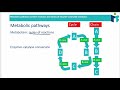 Enzymes and Metabolic Processes