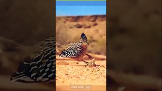 एक ऐसा पक्षी जो शिकारी को भी चकमा दे देता है #shorts #ytshorts