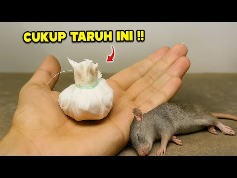 Jutaan orang belum tahu‼️Cukup taburkan ini RUMAH BEBAS TIKUS selamanya