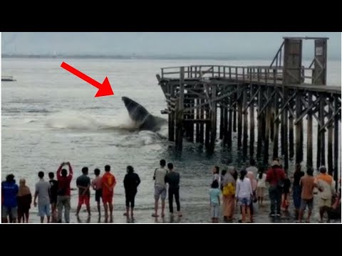 Pescadores capturaram um monstro marinho que se não fosse filmado ninguém acreditaria