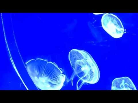 水母 Jellyfish - YouTube