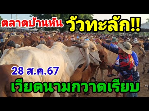 28 ส.ค.67 บ้านหันมหาสารคาม เวียดนามบอกขอให้ถูกแบบนี้นานๆ