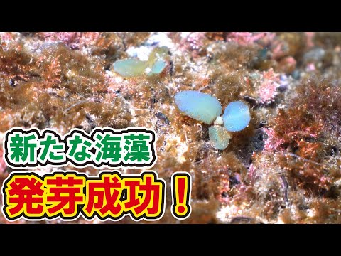 新たな成果！また新しい海藻が生えてきたー！【海藻再生計画】