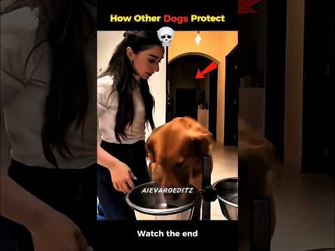 How Other Dogs Protect | But This Dog #trollface #protector #dog #protection