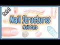 Nail Structure and Function Concepts