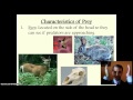 Predator and Prey Adaptations