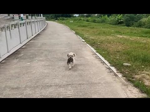 A Mother Dog Carrying Sick Puppy Runs to Strangers for Help After Being Abandoned by Her Owner