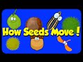 Exploring Seed Dispersal Mechanisms