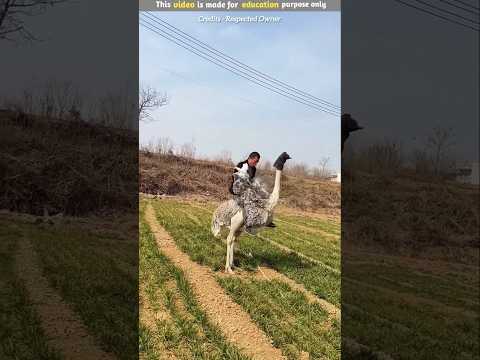 This guy managed to climb on top of an ostrich #shortfeed #shorts #short #ytshorts #viralshort