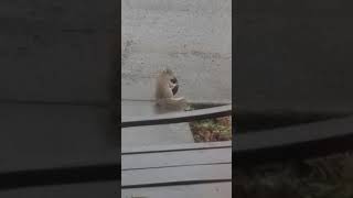 Put the Squirrel in the Coconut and mix it all up...