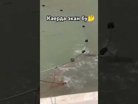 Ана сенга Балик ови 🐠🐟🦈🎣 #baliqovi #fishing #рыбалка #балык #сазан #carp #fish #bassfishing