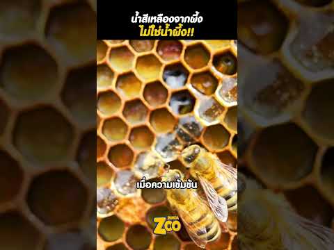 ของเหลวสีเหลืองจากผึ้งไม่ใช้น้ำผึ้งเสมอไป!