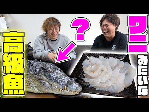 ワニみたいな頭の高級魚を捌いて食べる！！