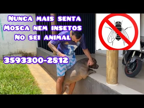 Mata moscas e insetos