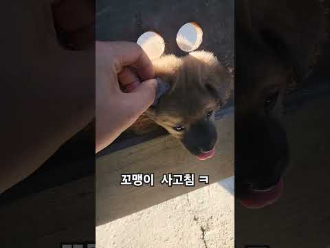 하나둘 개구지기다 사고치고있어요~ㅋㅋ #무료분양  #두마리남음  #애들똑똑한거 같긴해요ㅋㅋ #강아지분양 #시골강아지