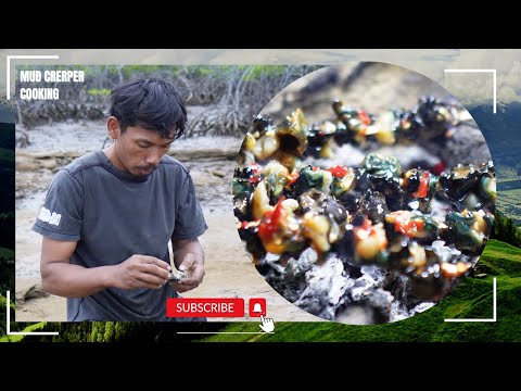 Cooking Mud Creeper Near My Farm