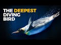 Emperor Penguins: Masters of the Antarctic