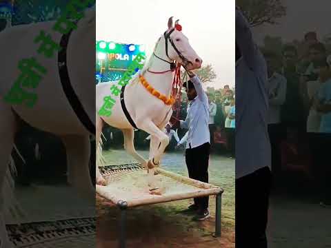 परफ्यूम लगाव चुन्नी पर डांस करना अब तो घोड़ी को भी डांस पसंद है।। dancing hourse।। dancing animals