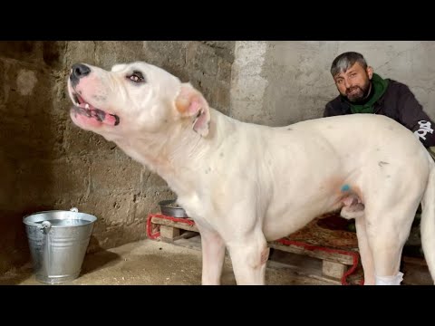 Dogo Argentino Korsan A Moral Ziyafeti