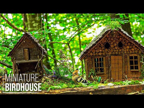 I Built a DIY Miniature House for My Birds! - 8K | Mr Wild Nature