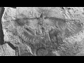 Fossil Preservation and Evolution Concepts
