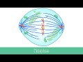 Exploring Mitosis and Cytokinesis Steps