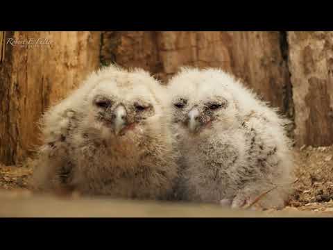 Tawny Owl Mum Adopts Two Rescue Chicks After Her Eggs Don't Hatch | Luna & Bomber | Robert E Fuller