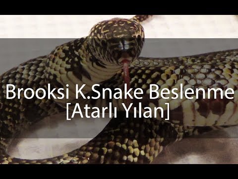 Brooksi Kral Yılanı Besleme / Saldırı içerir!