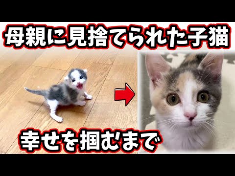 【子猫　保護猫】生後3日の子猫を保護　あるみちゃんダイジェスト