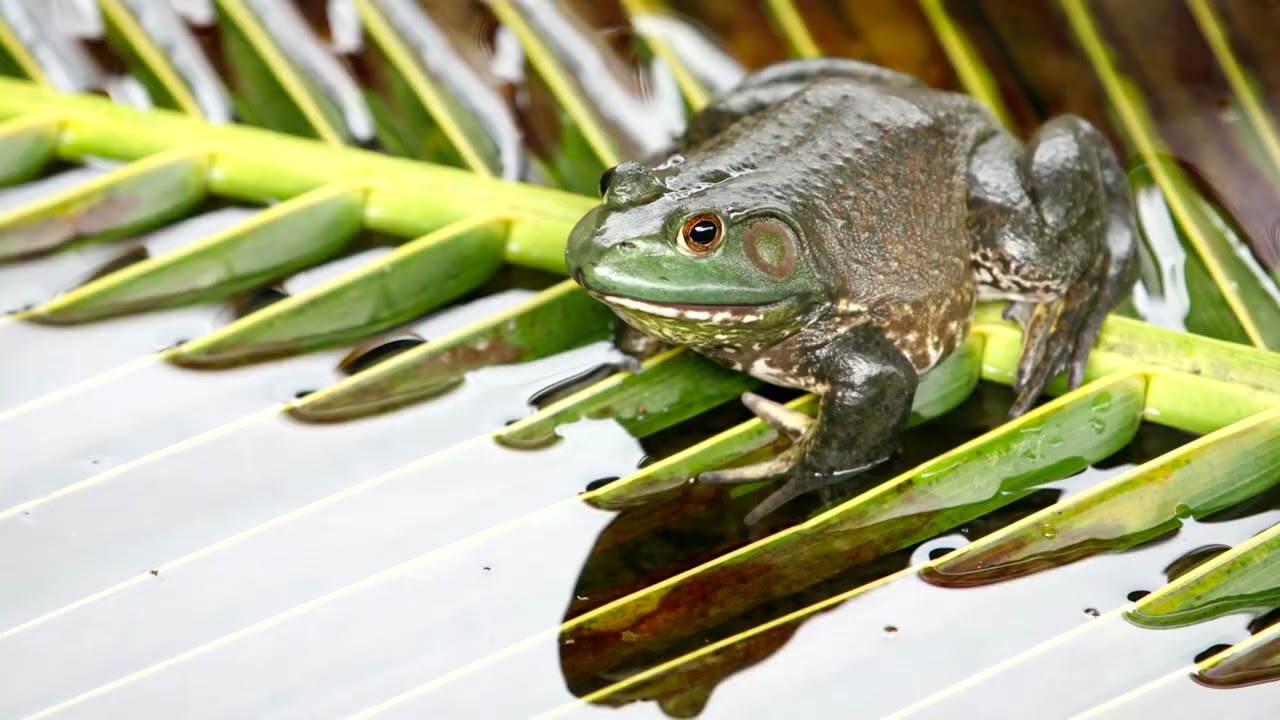 Frog and snake species cost World Economy  billion