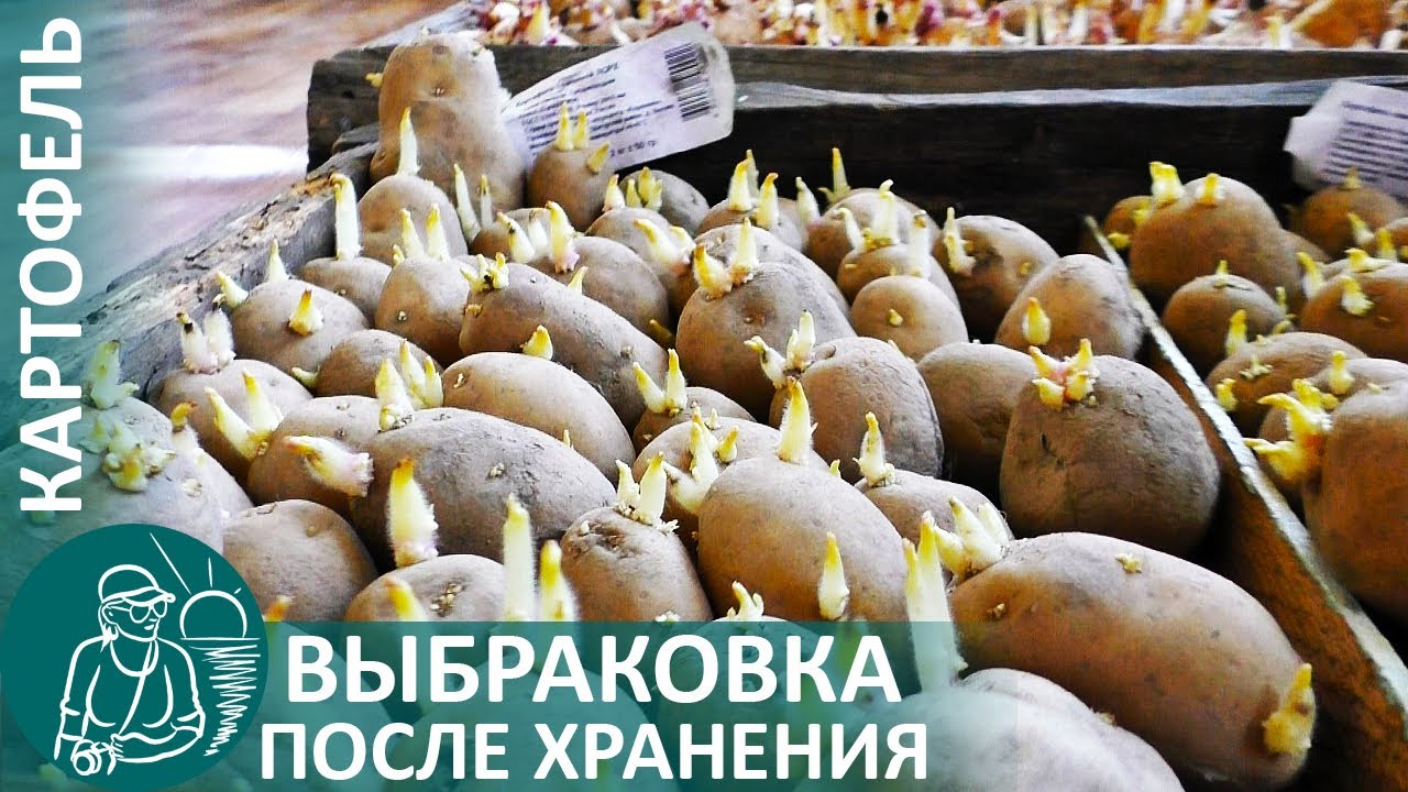 Подготовка картофеля к посадке выбраковка перед проращиванием по технологии гордеевых
