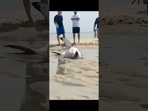 Hiu Terdampar Dan Di Selamatkan #shark #shorts