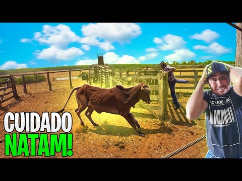 TOURO FEROZ DIFÍCIL DE LIDAR