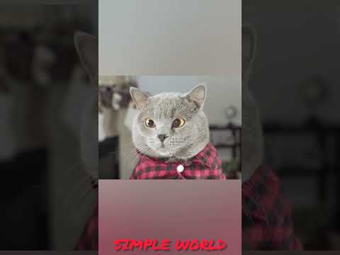 பயோ அன்ட் | Cat vs Bioant 2 | SIMPLE WORLD