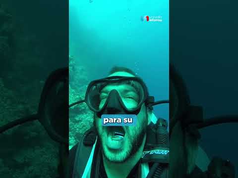 ¿Te dejarías limpiar los dientes por este pececito?