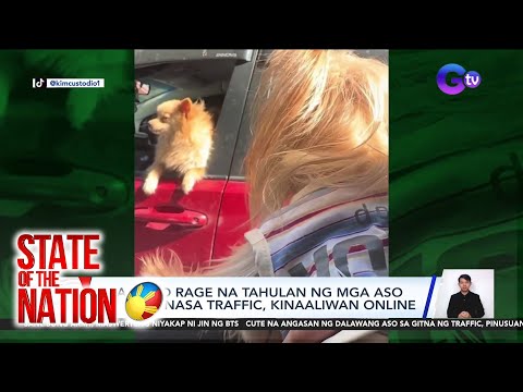 State Of The Nation Part 2 3 Road Rage Ng Fur Babies Health