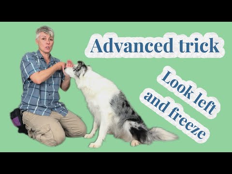 Advanced dog trick challenge - Look left and FREEZE!