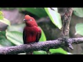 Identifying Sounds in Video