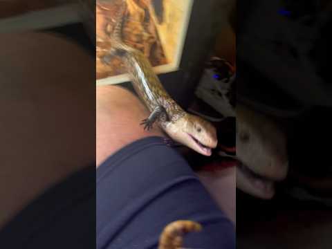 😬#fyp #foryou #pourtoi #reptiles #animals #pets #tank #aquarium #nature #terrarium #wildlife
