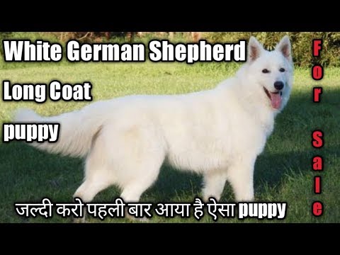 German Shepherd Golden Retriever Mix Puppies For Sale In Michigan 01 2022