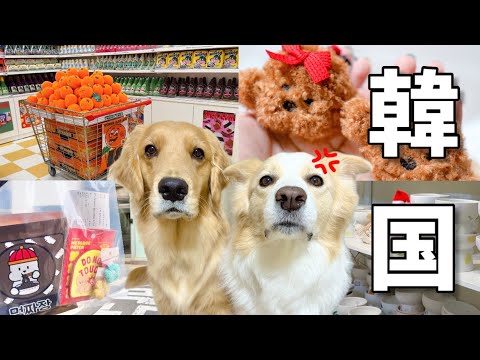 韓国ヤバすぎる!!犬グッズを探しに行ったら破産寸前になってしまいました...【ボーダーコリー•ゴールデンレトリバー】