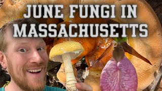 Fungi of Massachusetts in Early June