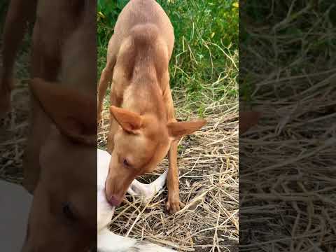 Funny dog #dog #shorts