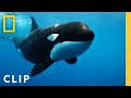 Understanding Sofia's Encounter with the Shark