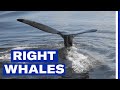 Marine Life and Ecosystem Dynamics