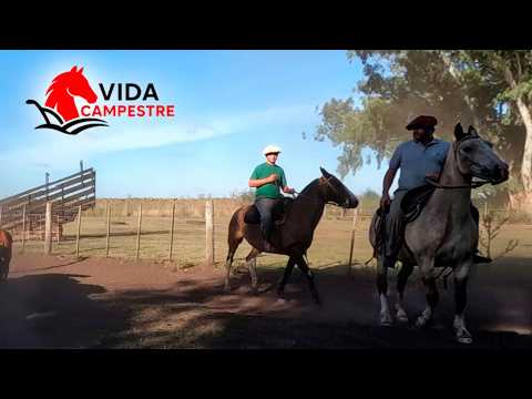 VIDA CAMPESTRE TRABAJANDO EN EL CAMPO CON LOS ANIMALES