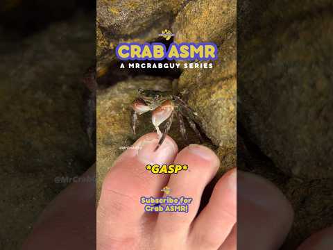 Sounds of CRAB PEDICURE | CRAB ASMR Sounds 🦀🦶🤯✨#shorts