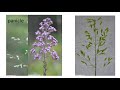 Types of Inflorescence in Plants