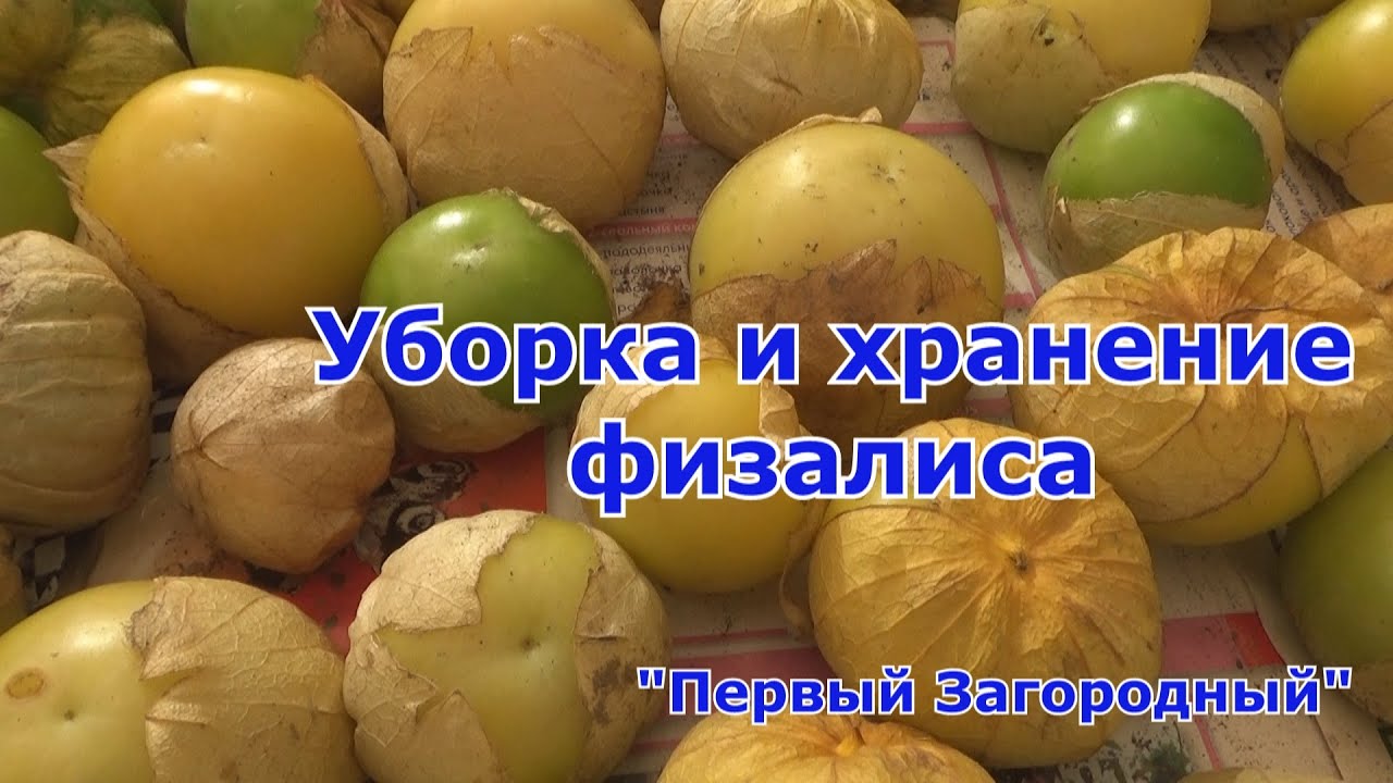 Уборка и хранение физалиса. Когда убирать и как хранить овощной физалис. Физалис - ценный продукт!