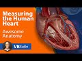 Understanding Cardiac Function and Pressure
